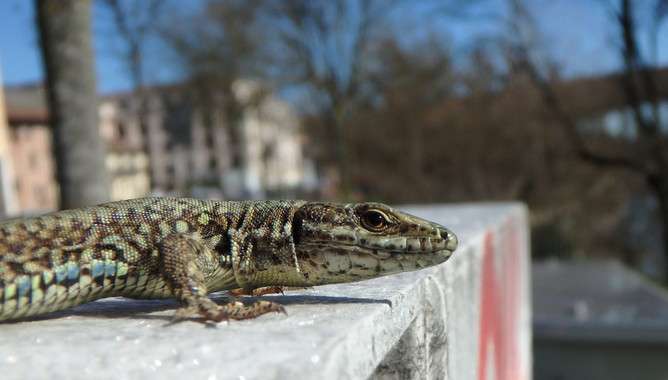 Wall lizard becomes accustomed to humans and stops hiding