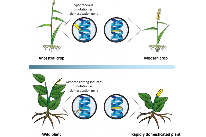 Want more crop variety? Researchers propose using CRISPR to accelerate plant domestication