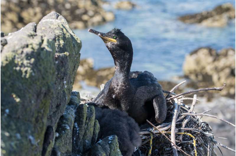 Warmer water signals change for Scotland's shags
