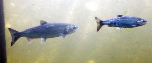 Warm waters off West Coast has lingering effects for salmon