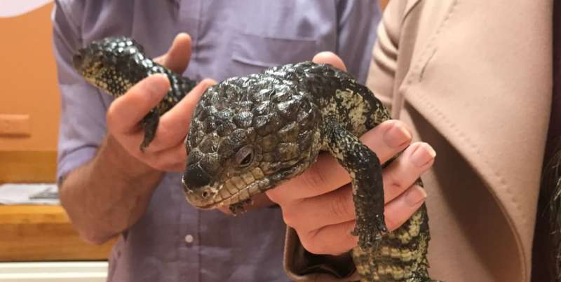Warning on salmonella risk from reptile handling
