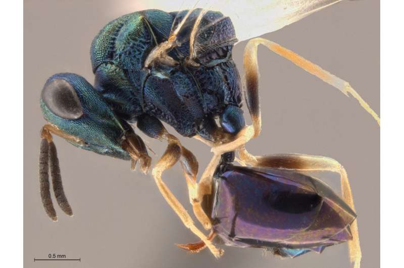 Wasps, ants, and Ani DiFranco