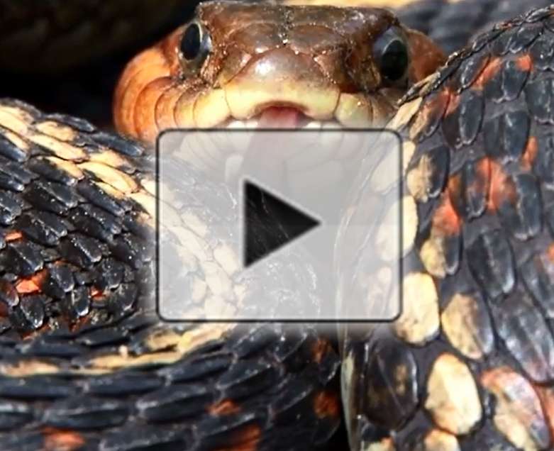 Water-repellant material sheds like a snake when damaged (video)