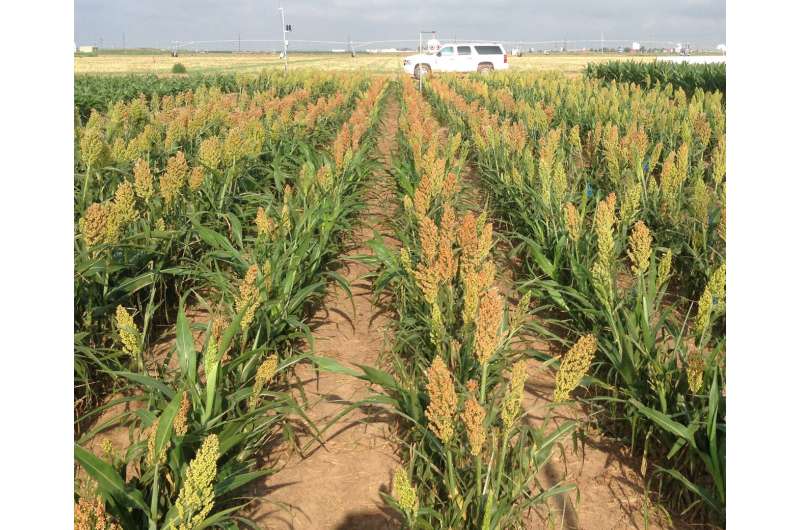 Water use, drought-tolerant hybrids still key to dryland crop production
