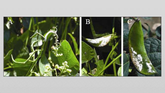 Web-based tool helps lima bean growers assess downy mildew risk