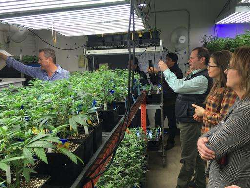 Weed 101: Colorado agriculture office shares pot know-how