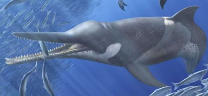 Whales, dolphins, and seals all follow the same evolutionary patterns