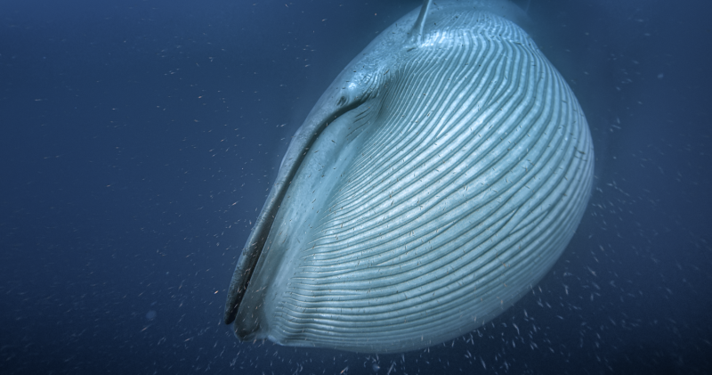 Whales only recently evolved into giants when changing ice, oceans concentrated prey