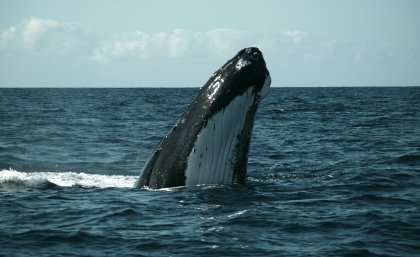 Whales turn tail at ocean mining noise