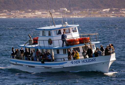 Whale-watching comes under scrutiny at South Africa meeting