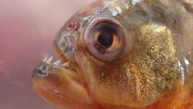 What do piranhas and goldfish have in common?