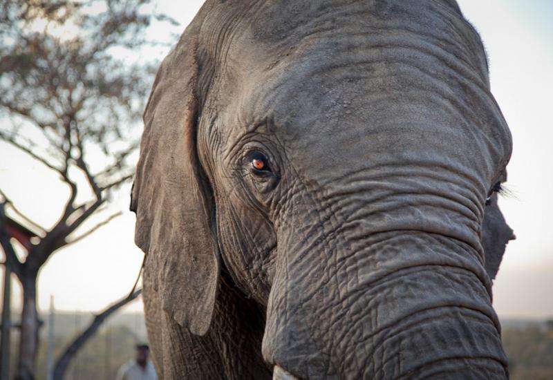 What elephants teach us about cancer prevention