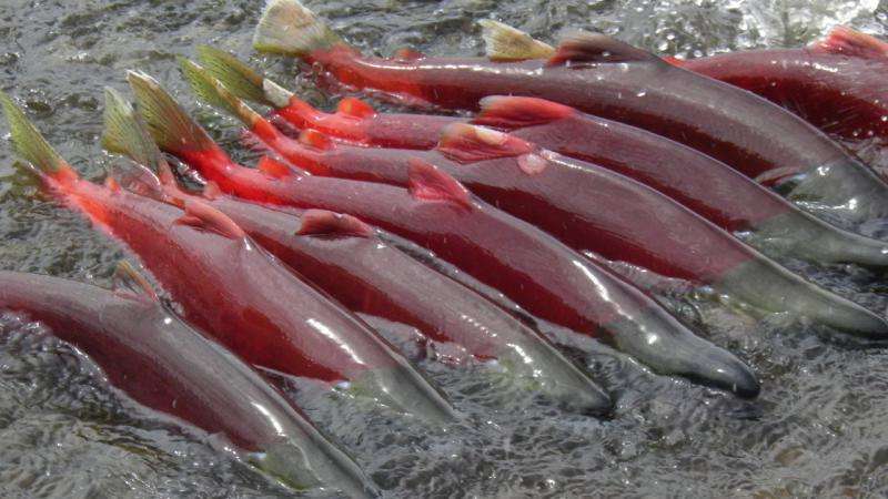 What's cuing salmon migration patterns?