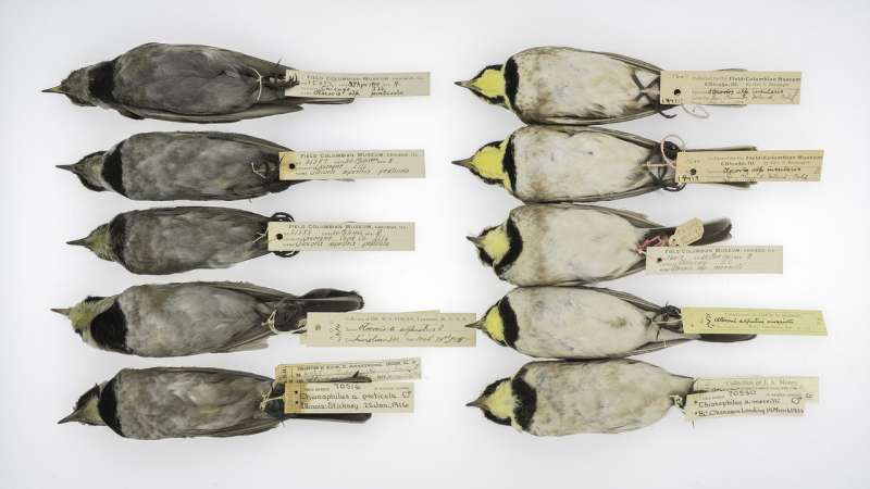 What soot-covered, hundred-year-old birds can tell us about saving the environment