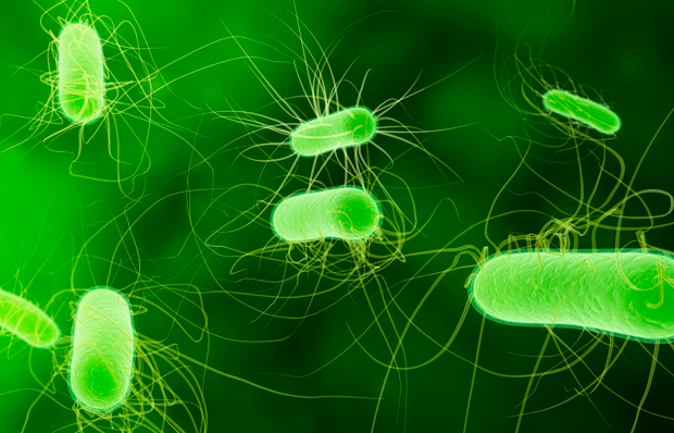 What's the latest on gut microbiota? Concordia microbiology undergrads publish their findings
