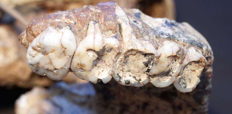 What teeth can reveal about the secret lives of our ancestors