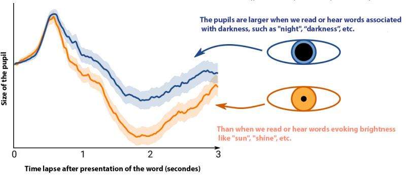 What the pupils tells us about language