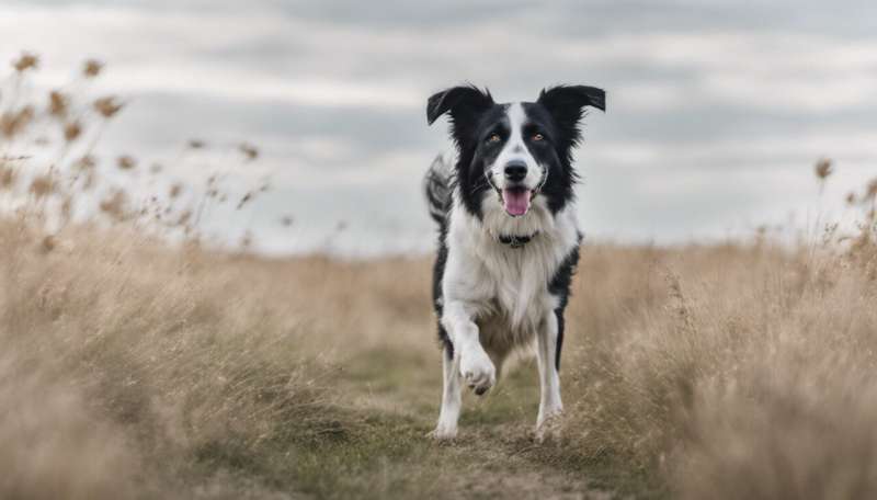 What 'walkies' says about your relationship with your dog