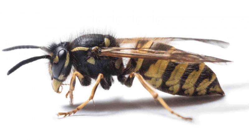What will the wasp plague be like this year?