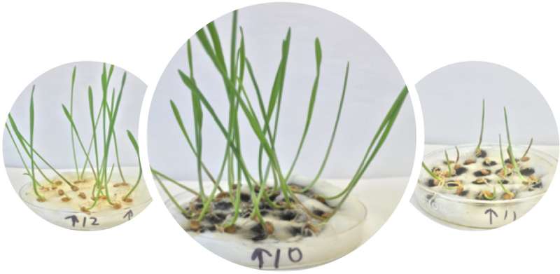 Wheat gets boost from purified nanotubes