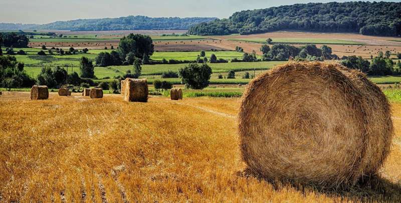 Wheat straw waste could be basis for greener chemicals