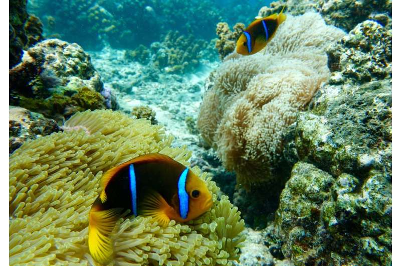 When anemones bleach, clownfish suffer