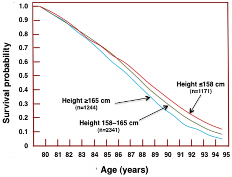 When bigger mammals live longer than smaller ones, why do taller humans die younger?