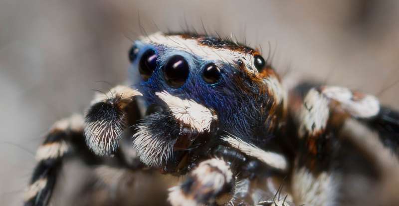 When jumping spiders show their true colors, biologist looks through the lens for the reasons
