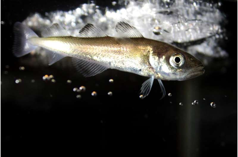 When the sea ice melts, juvenile polar cod may go hungry