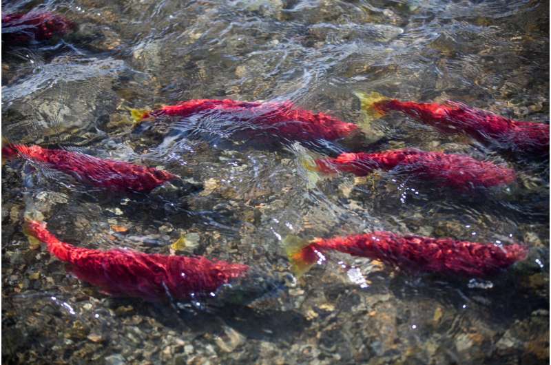 When to fish: Timing matters for fish that migrate to reproduce