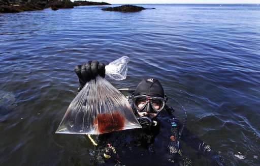 Where's the kelp? Warm ocean takes toll on undersea forests