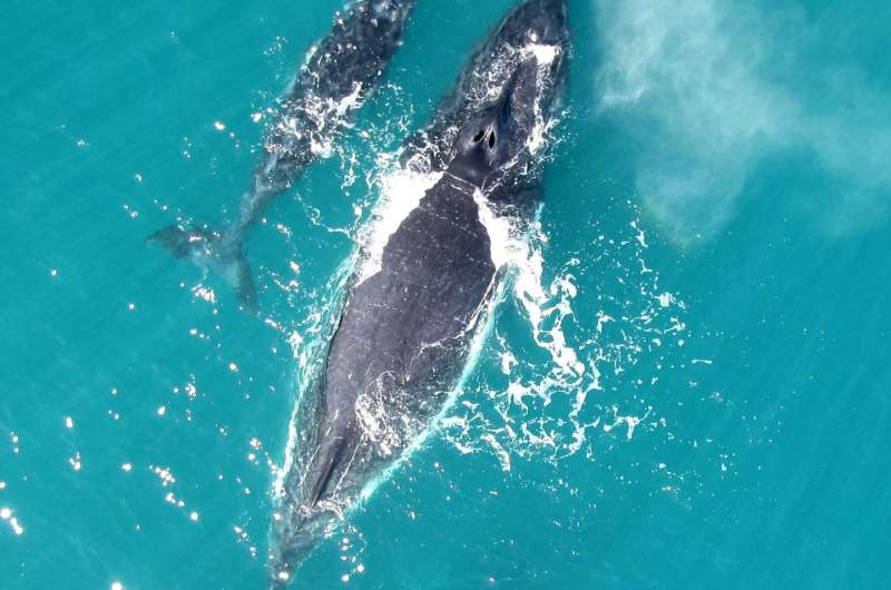 'Whispering' keeps humpbacks safe from killer whales, study finds