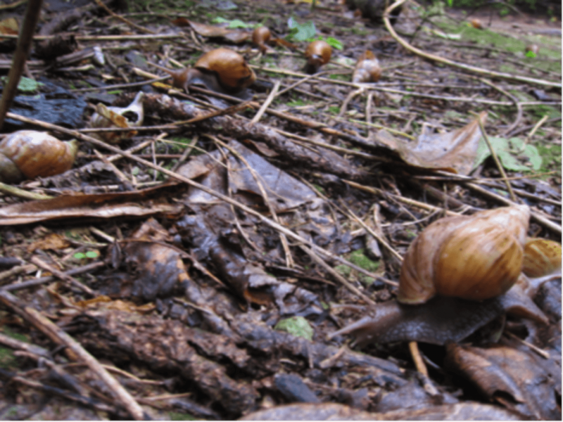 Who's afraid of the giant African land snail? Perhaps we shouldn't be