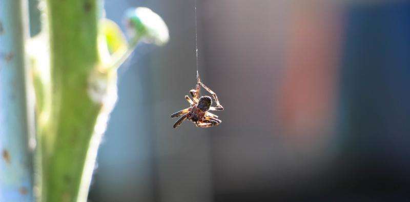 Why abseiling spiders don't spin out of control – new research