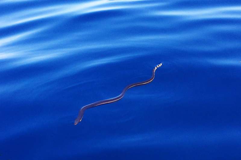 Why are there no sea snakes in the Atlantic?
