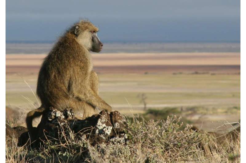 Why baboon males resort to domestic violence