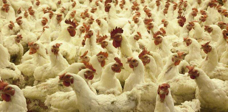 Why Britons more outraged about eating chlorinated chicken?