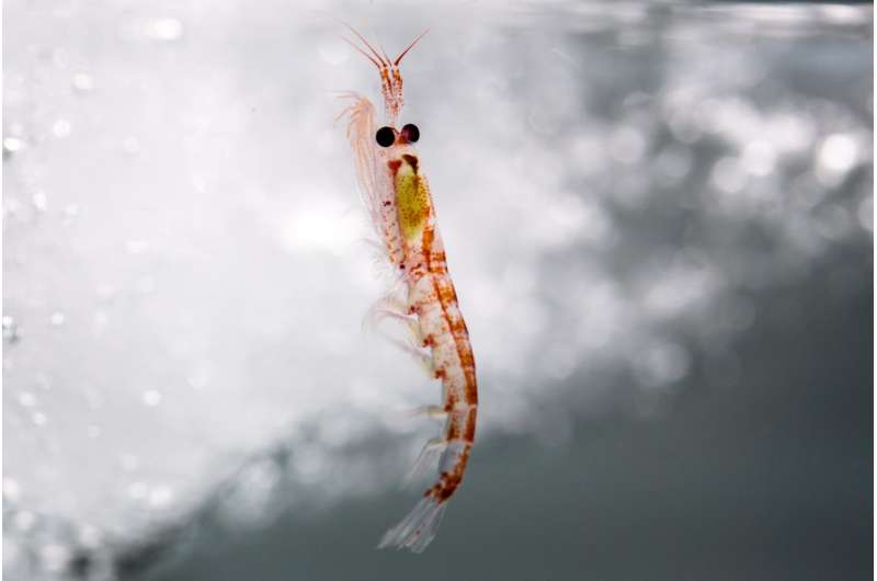 Why do Antarctic krill stocks fluctuate?
