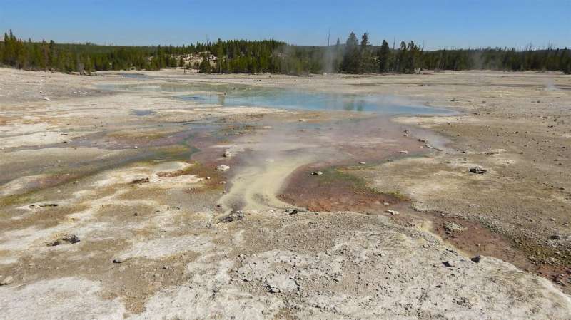 Why does a Yellowstone microorganism prefer meager rations over rich ones?