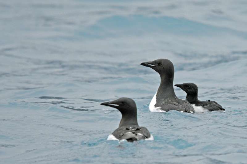 Why do guillemot chicks leap from the nest before they can fly?