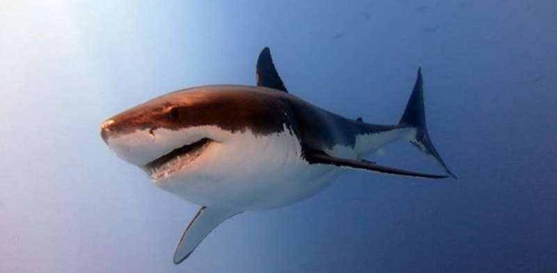 Why do shark bites seem to be more deadly in Australia than elsewhere?