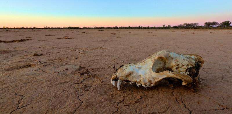 Why do some graziers want to retain, not kill, dingoes?