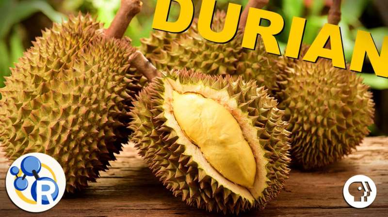Why durian is the smelly 'king of fruits' (video)