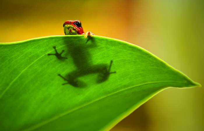 Why frogs need saving