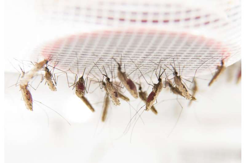 Why malaria mosquitoes like people with malaria