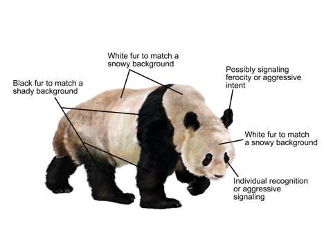 Why pandas are black and white