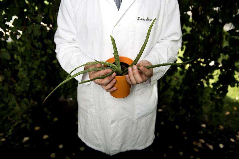 Why plants represent ‘untapped potential’ for innovative drug discovery