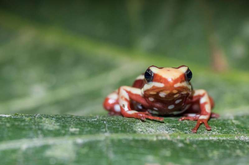 Why poison frogs don't poison themselves