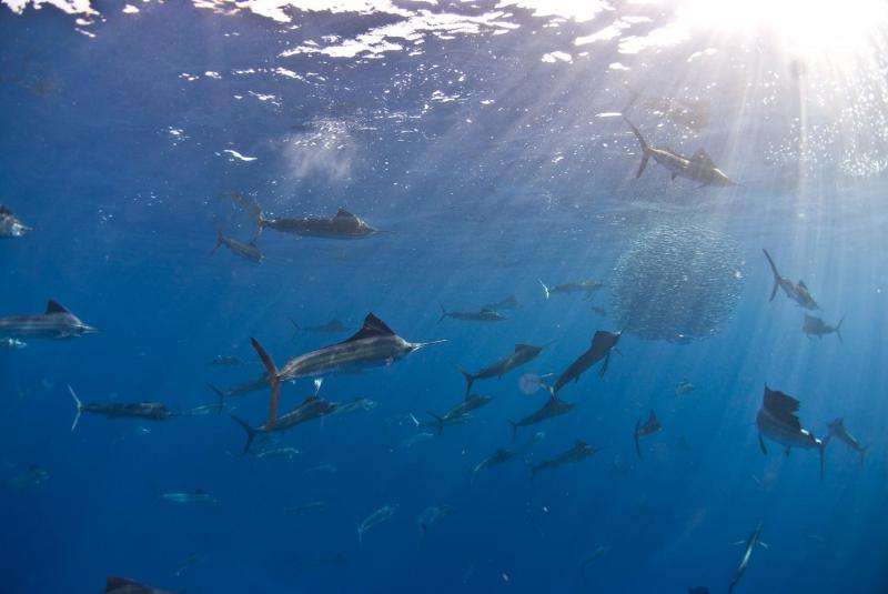 Why sailfish hunt more successfully as a group