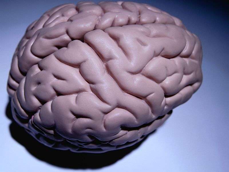 Why teen mental ability surges while brain shrinks